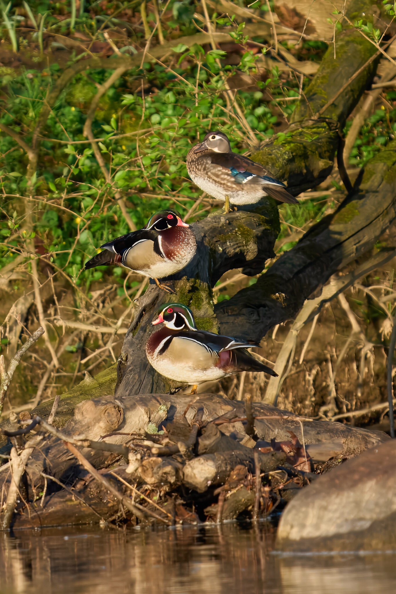 Wood Duck - Brandywine - 04042026 - 01 - rDN.jpg