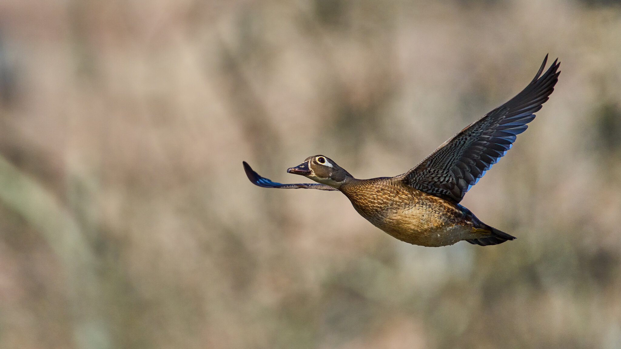Wood Duck - Brandywine - 04042026 - 04 - rDN.jpg