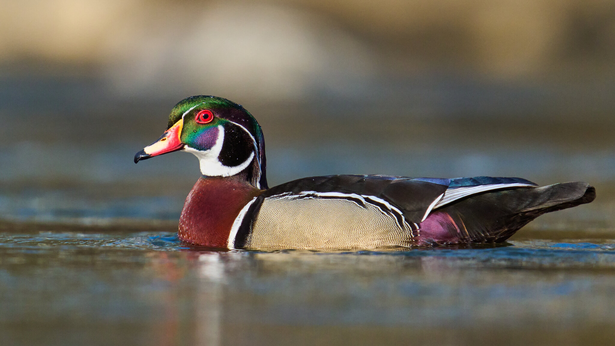 Wood Duck - Brandywine - 04042026 - 09 - rDN.jpg