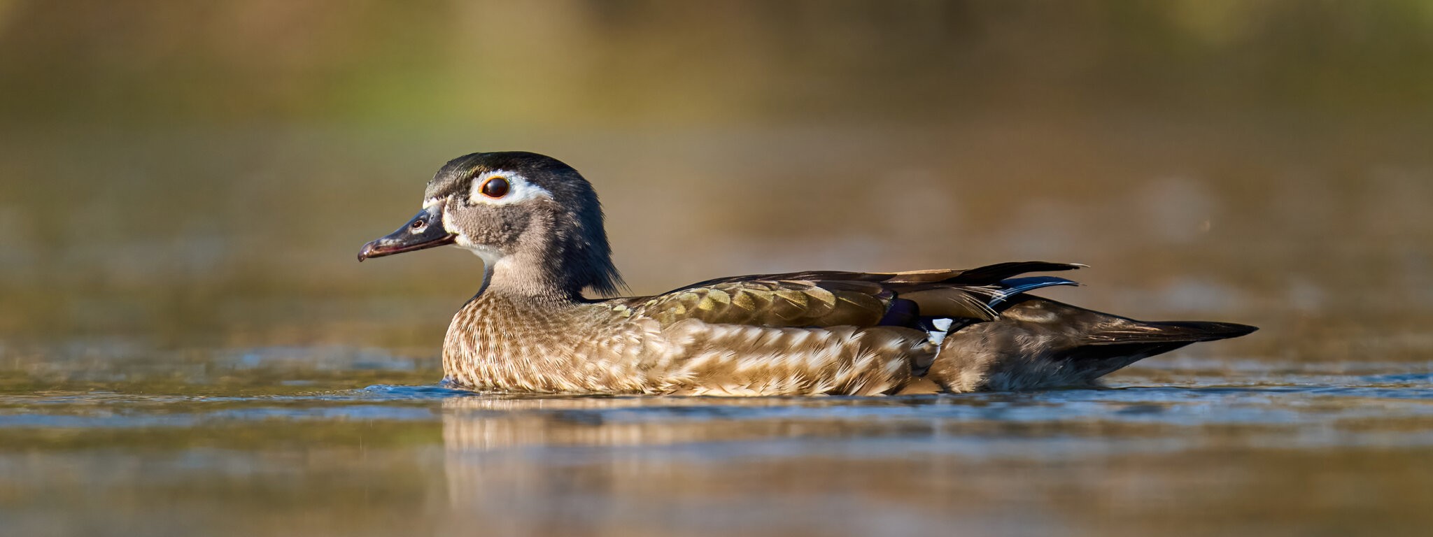 Wood Duck - Brandywine - 04042026 - 11.jpg