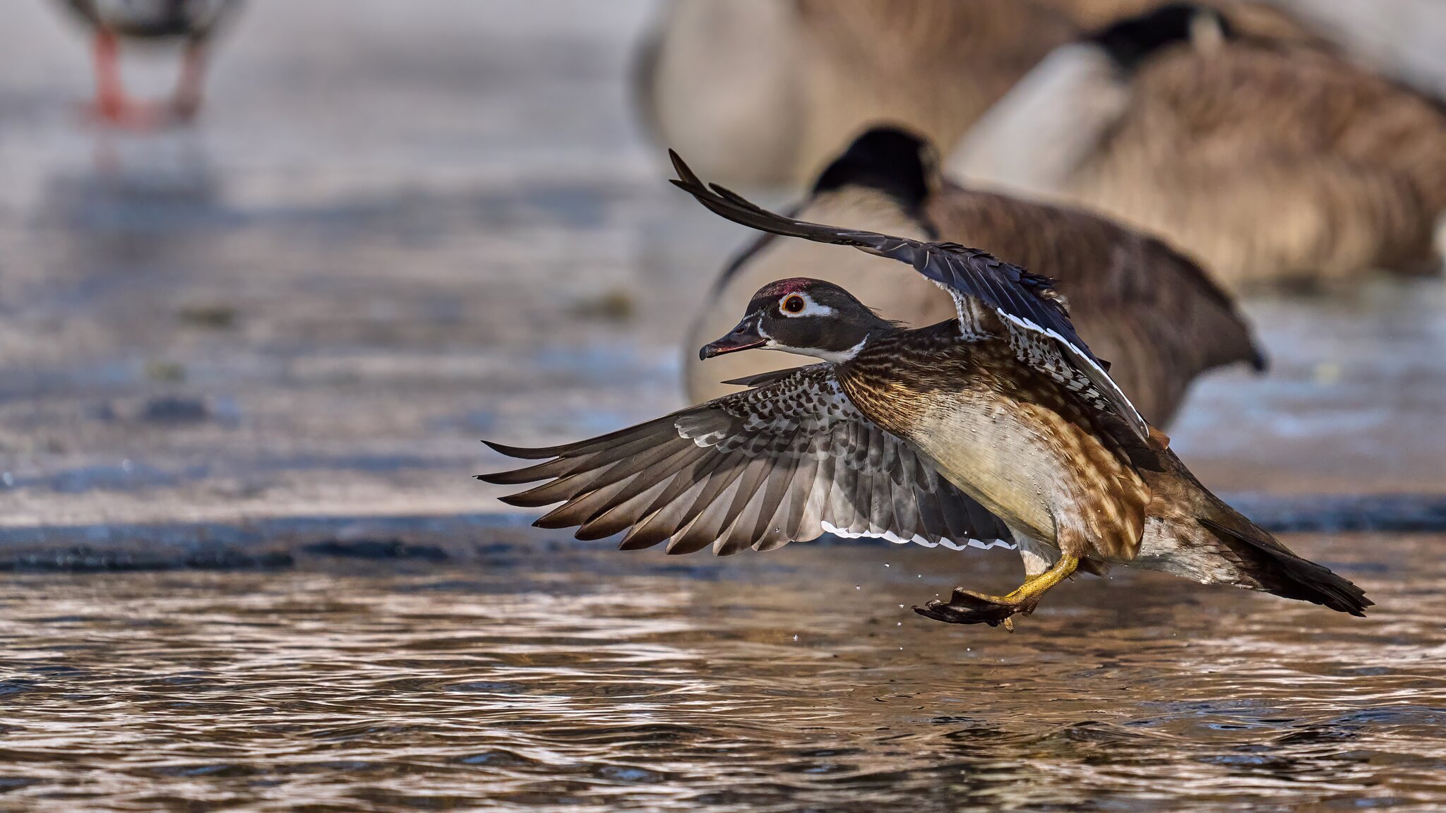 Wood Duck - Brandywine Park - 02012026 - 01 - DN.jpg