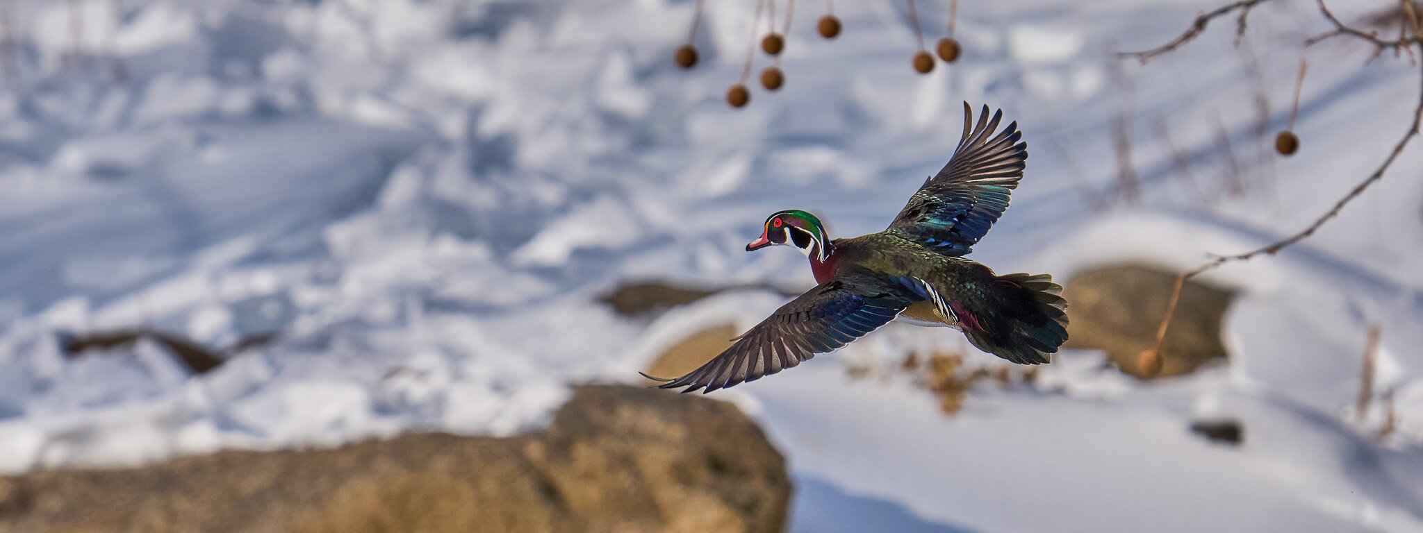 Wood Duck - Brandywine Park - 02012026 - 13 - DN.jpg