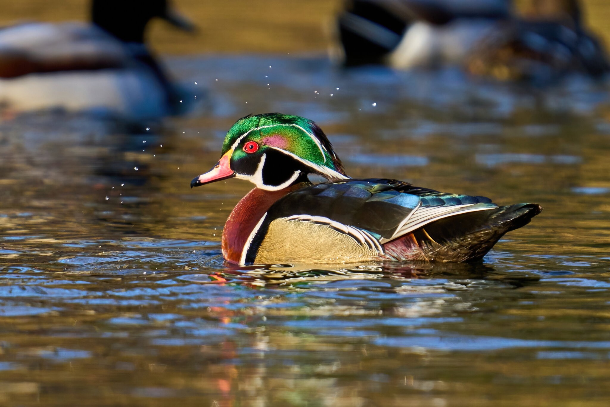 Wood Duck - Brandywine Park - 03192023 - 06-DN.jpg