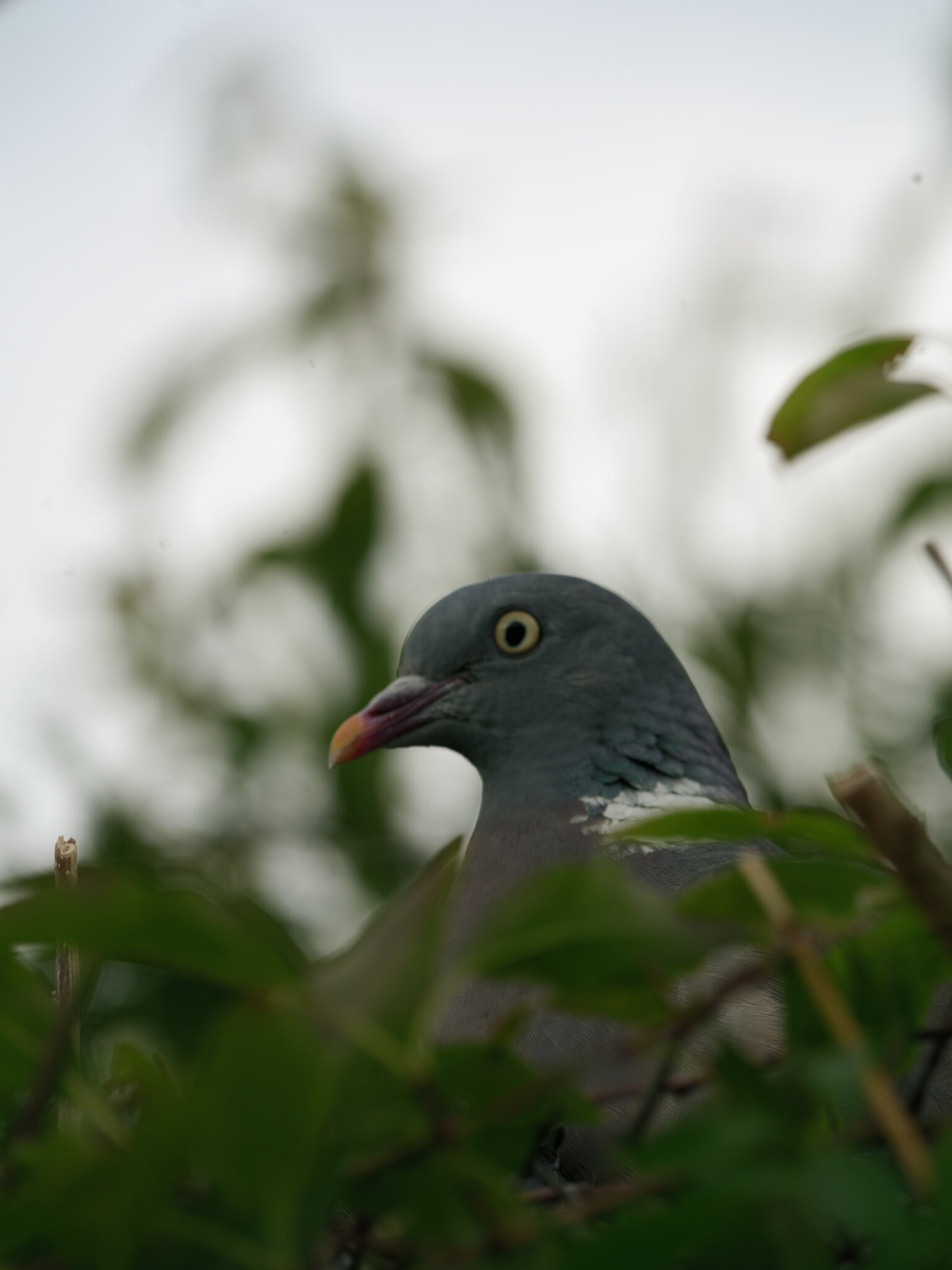 Wood Pigeon.jpg
