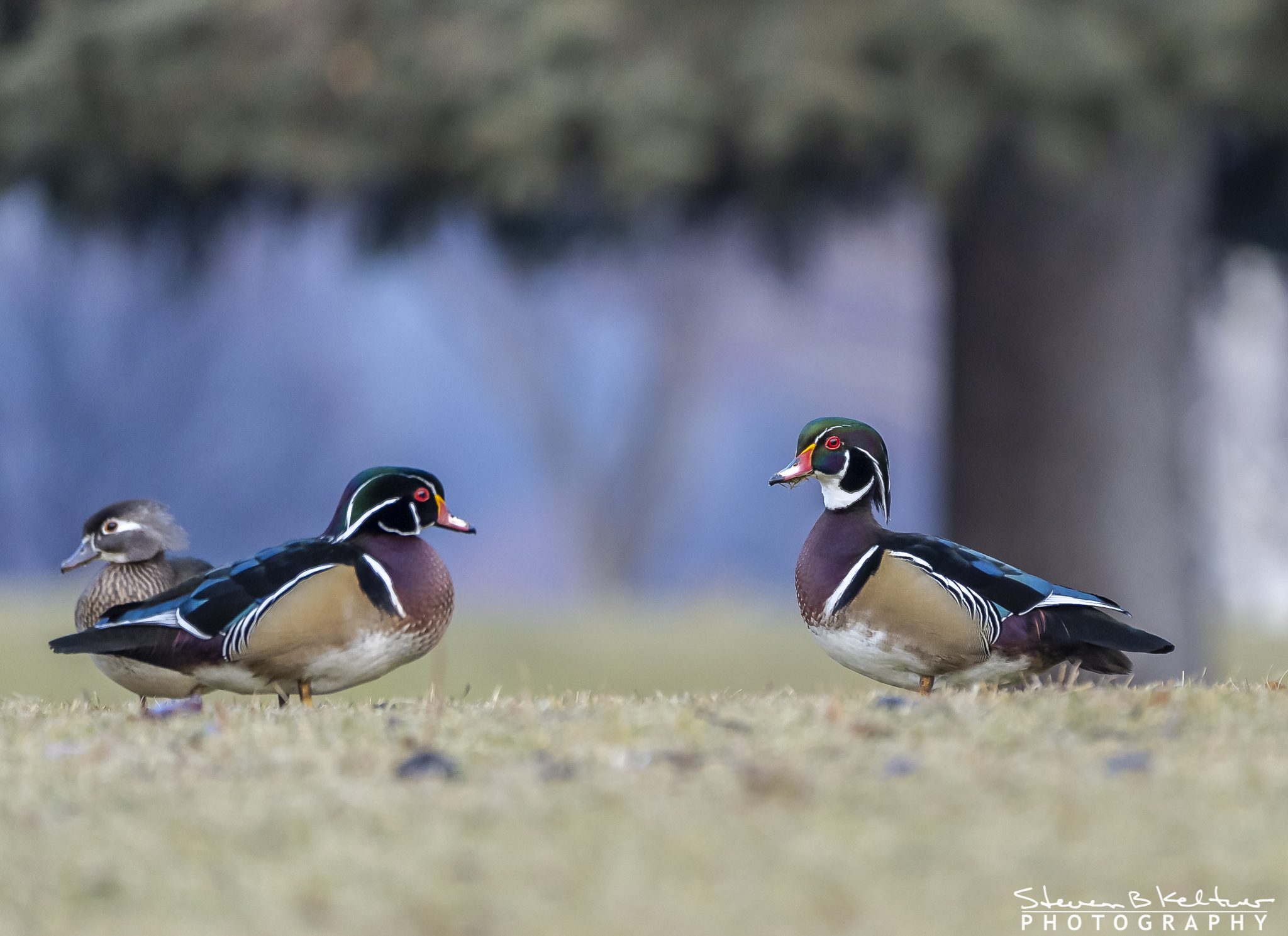 WoodDucksYakima012520N-732590.jpg