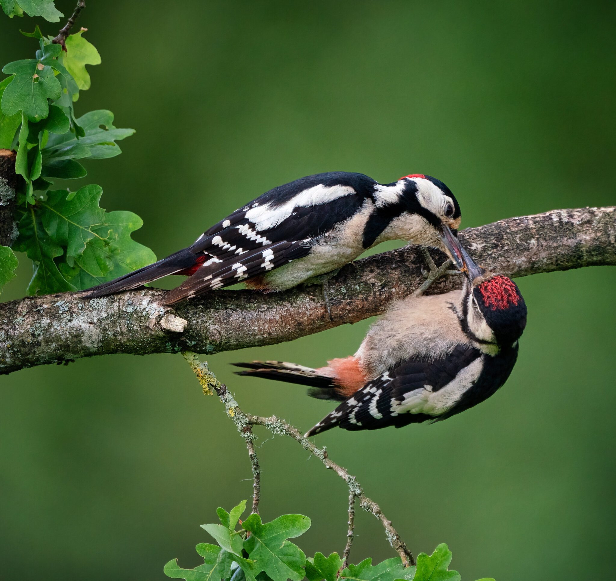 Woodpeckers.jpg