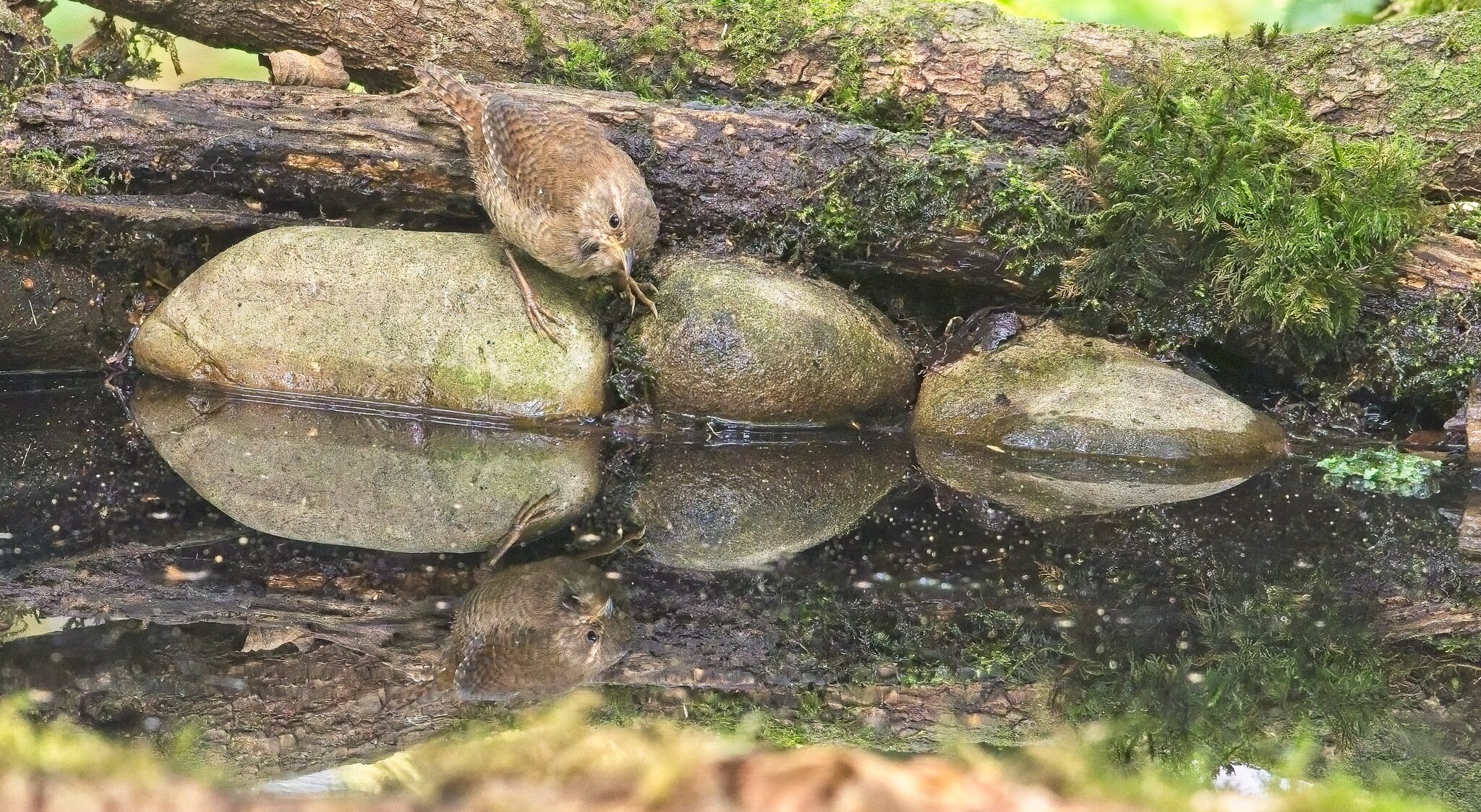 Wren at Pool