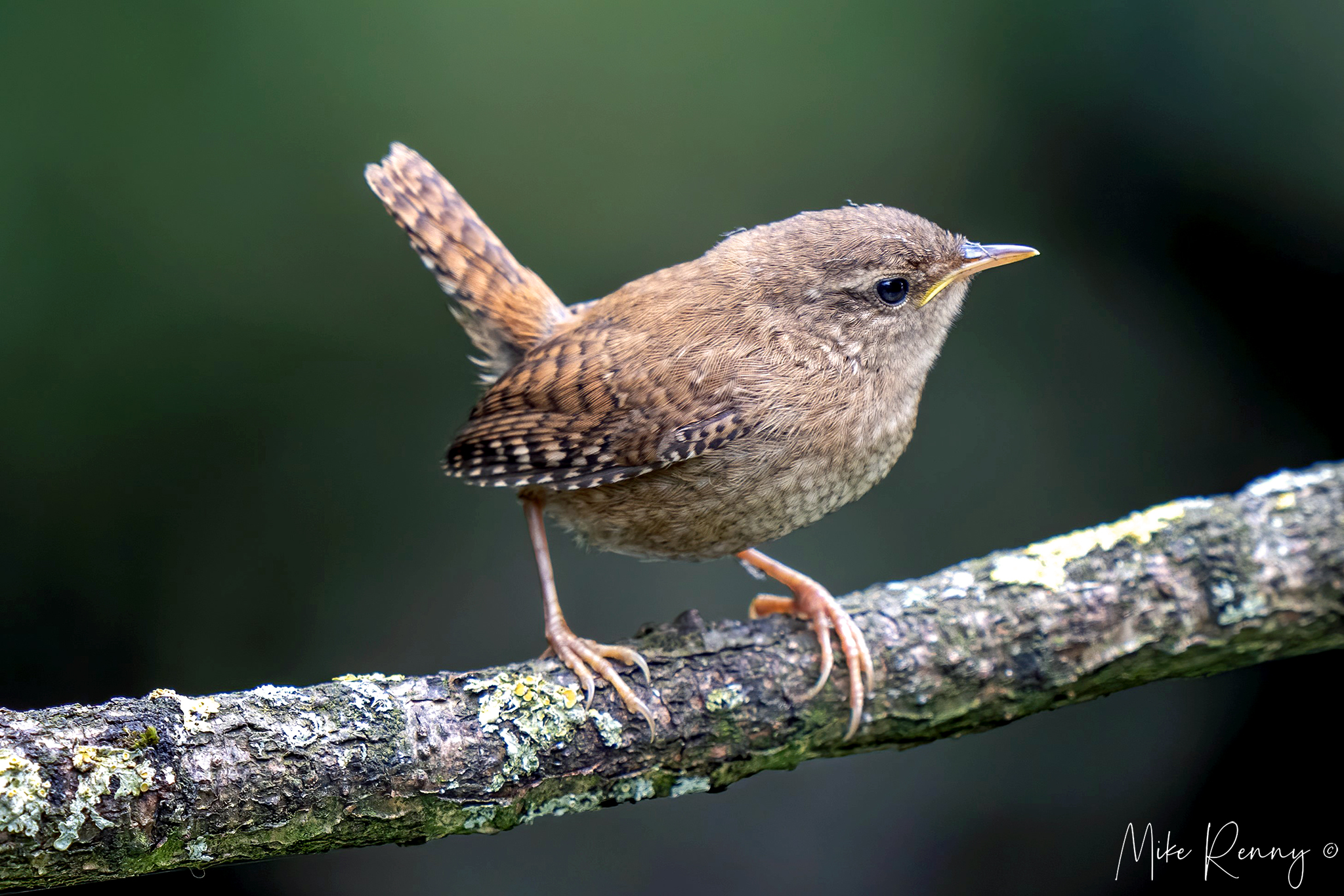 Wren