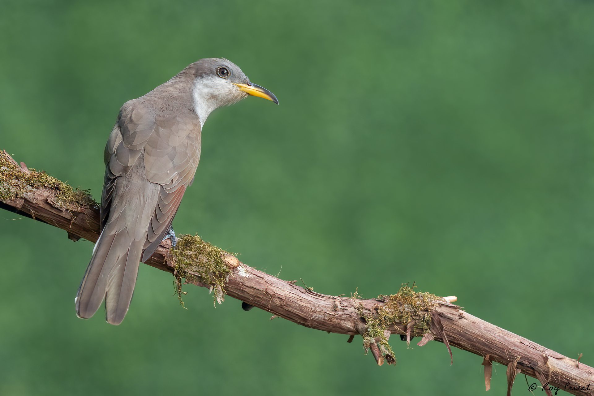 Yellow-billed-Cuckoo-A1_ROY-2447.jpg