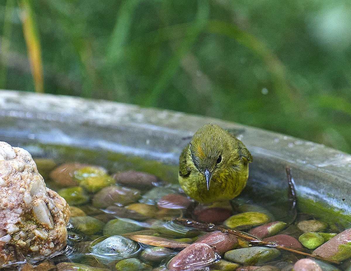 Yellow bird bath copy.jpg