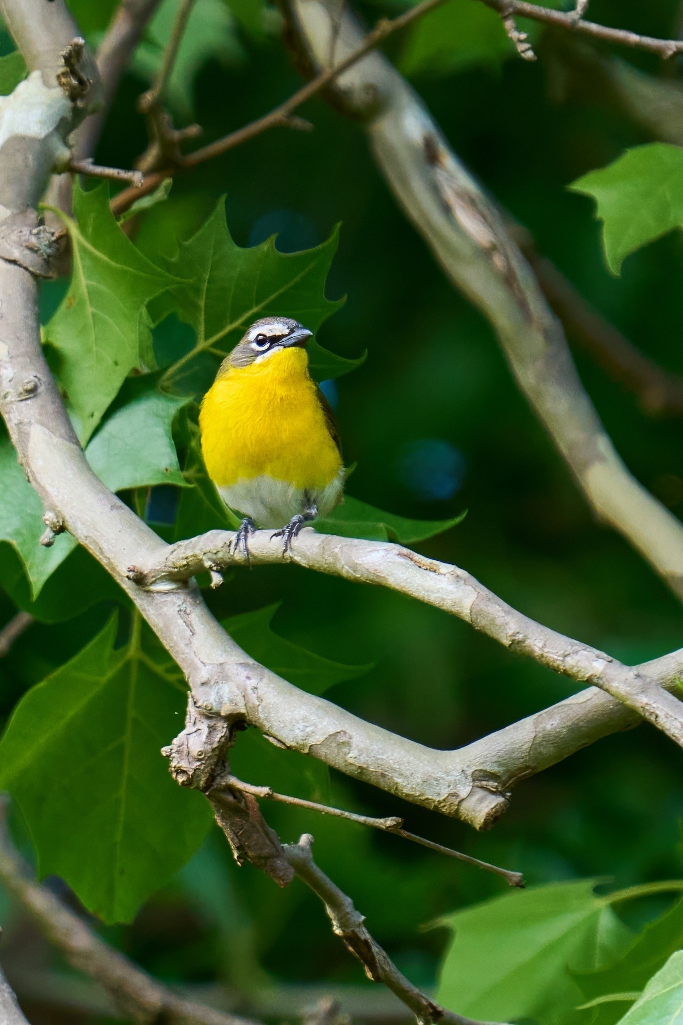 Yellow-Breasted Chat - 1st State - 05202025 - 01 - DN.jpg