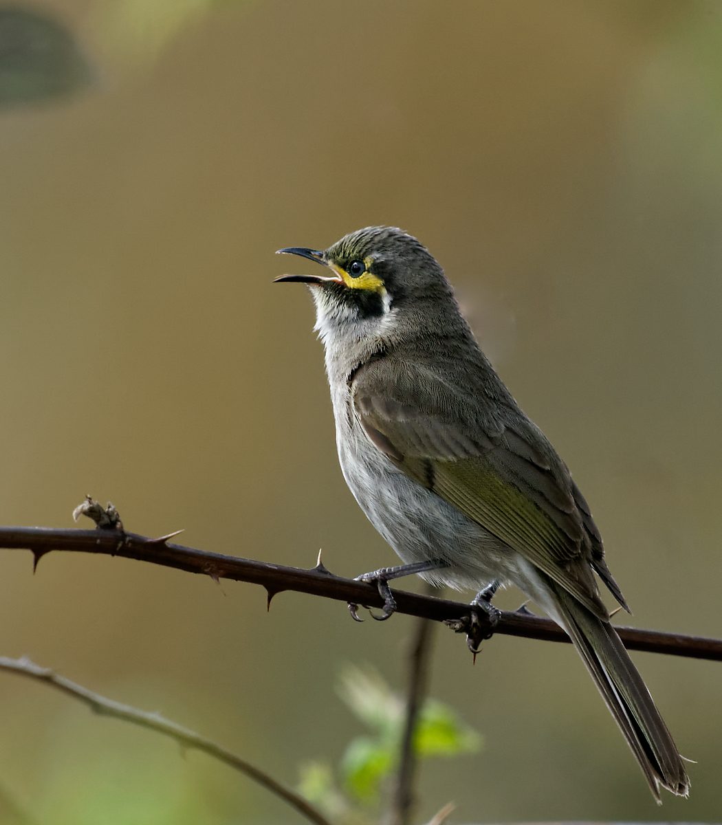 Yellow-faced Honeyeater calling.jpg