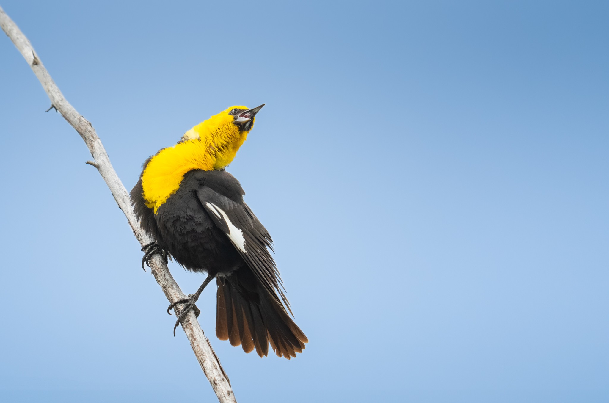 Yellow-headed Blackbird.jpg