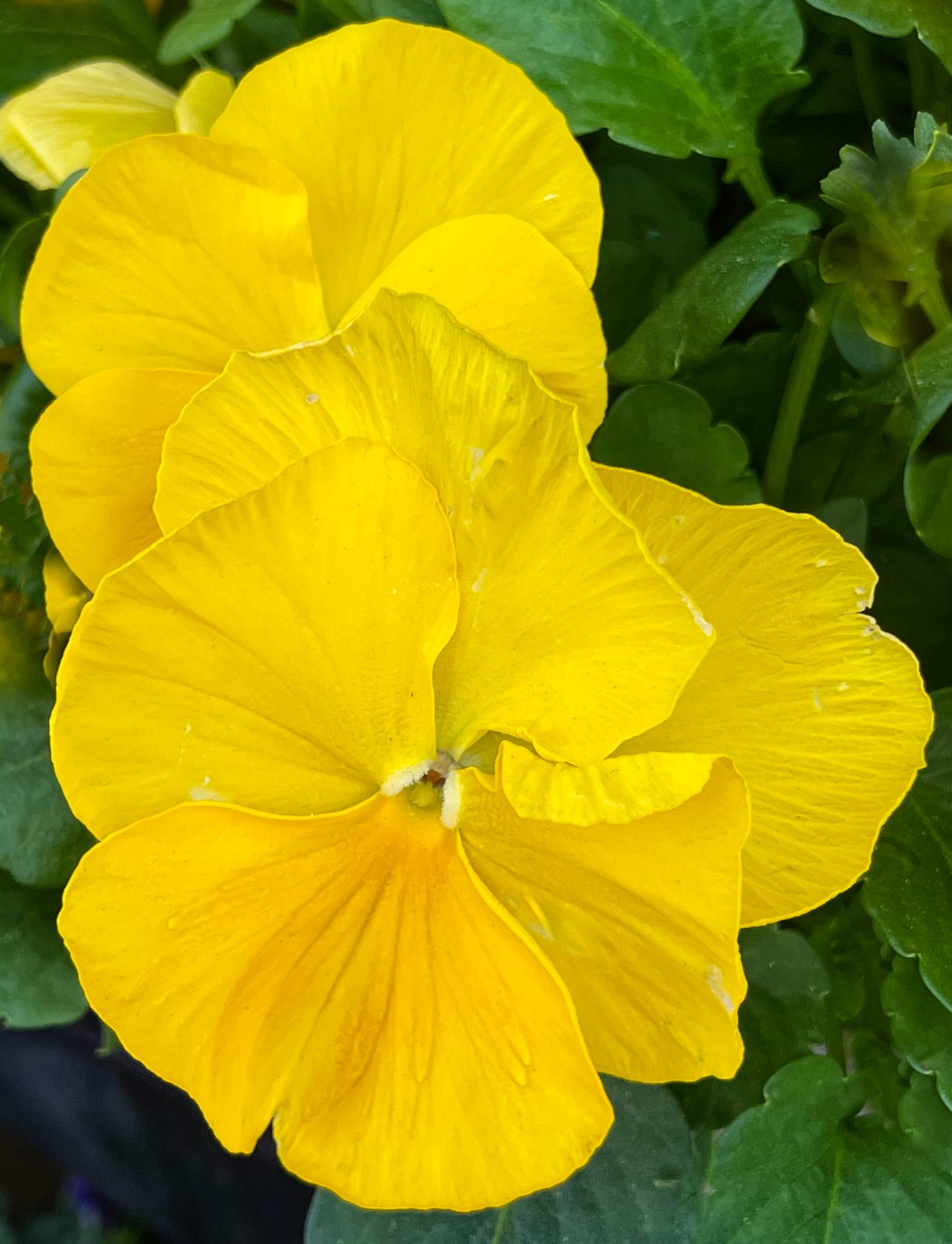 Yellow Pansy.jpeg