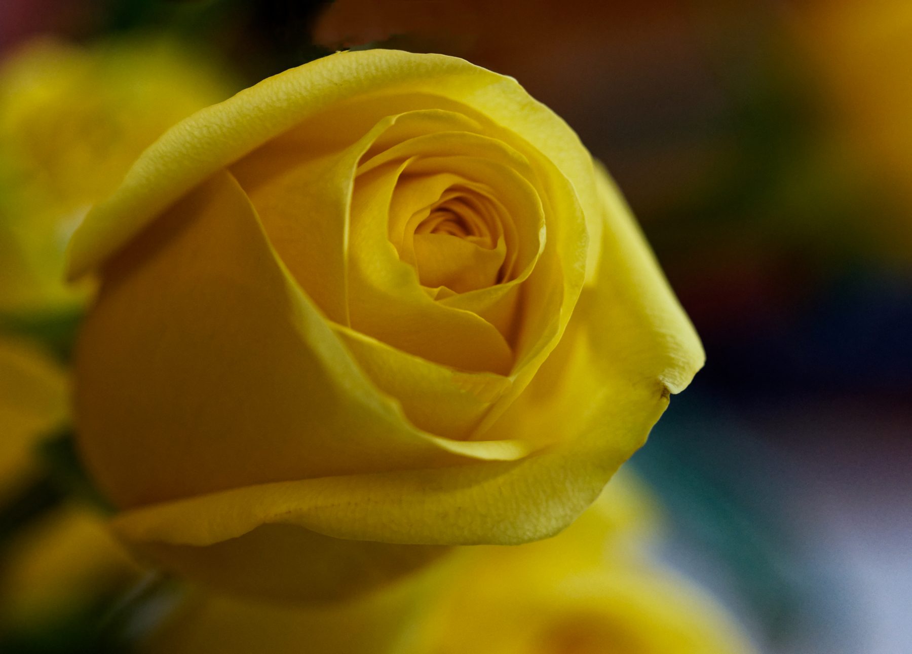 Yellow Rose.jpeg