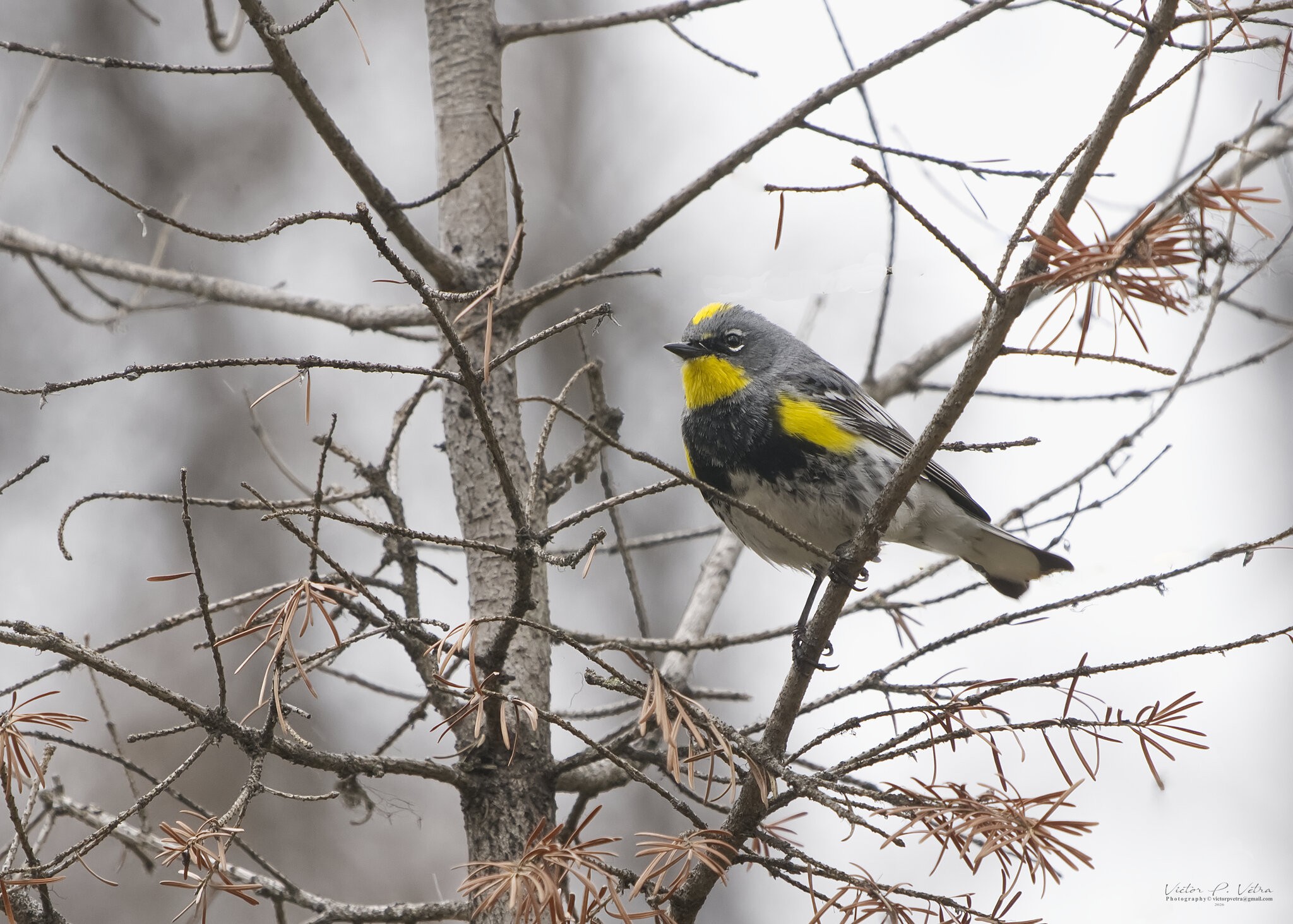 Yellow-rumped Warbler 2.jpg