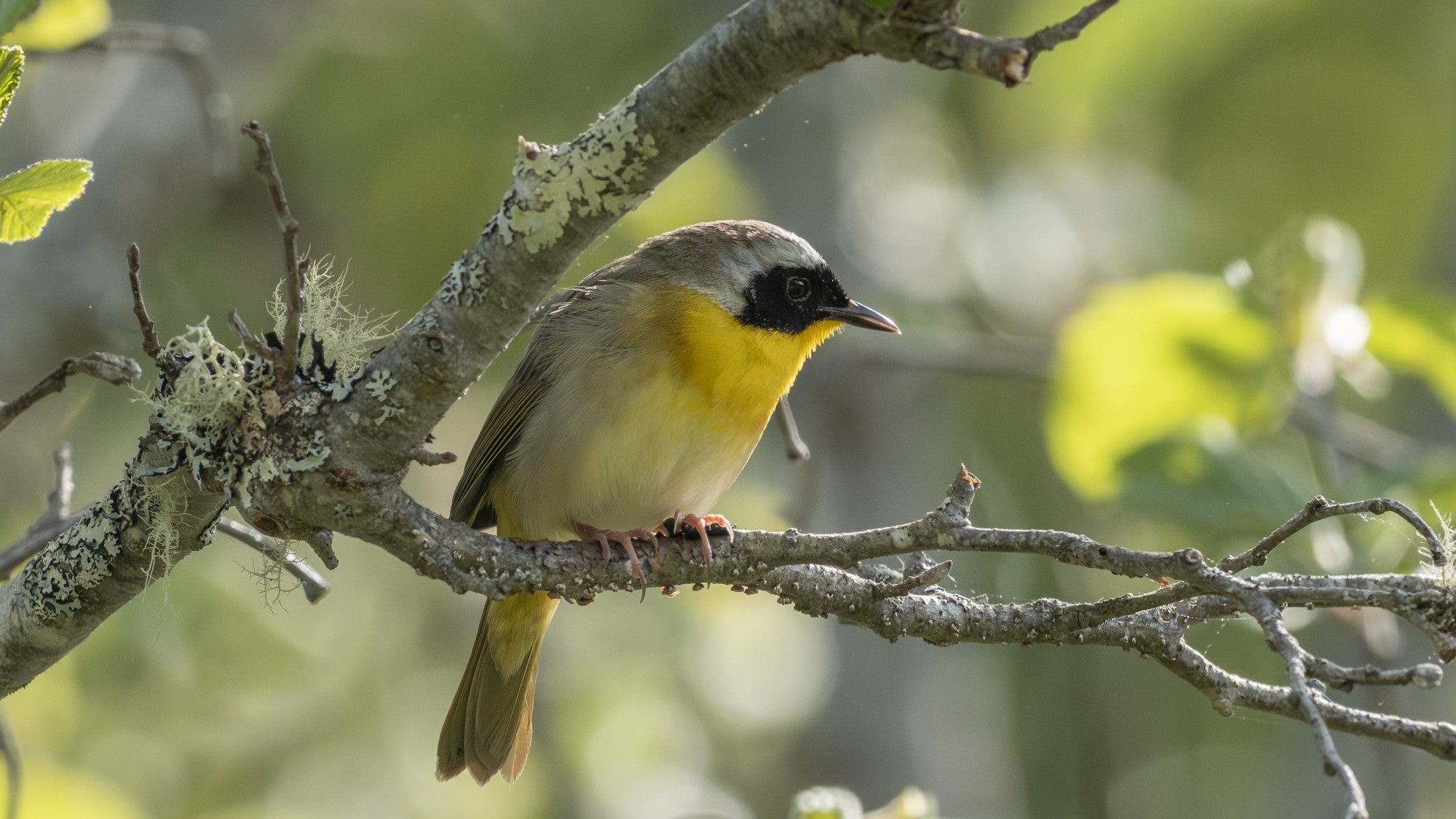 yellowthroat warbler01.jpg
