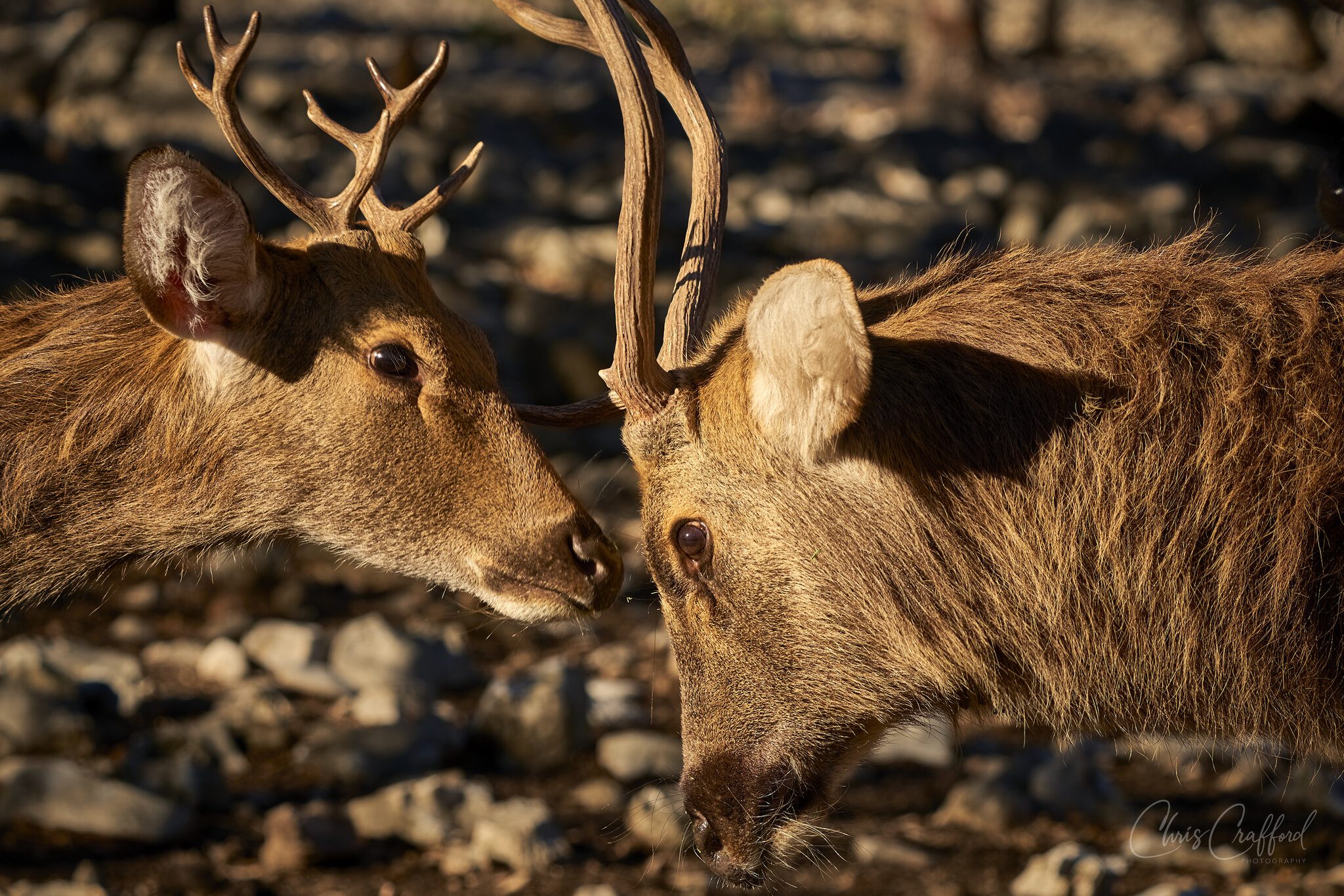 Young Buck. Old Buck.