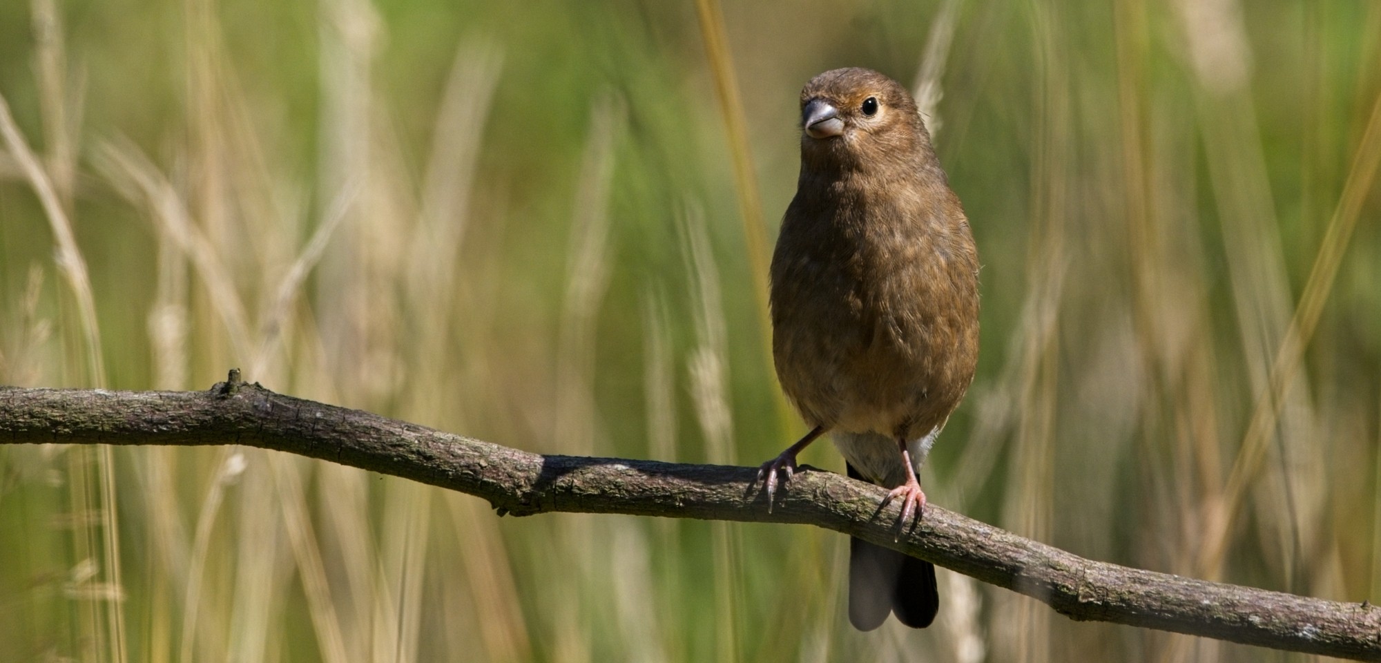 Young BullFinch.jpg