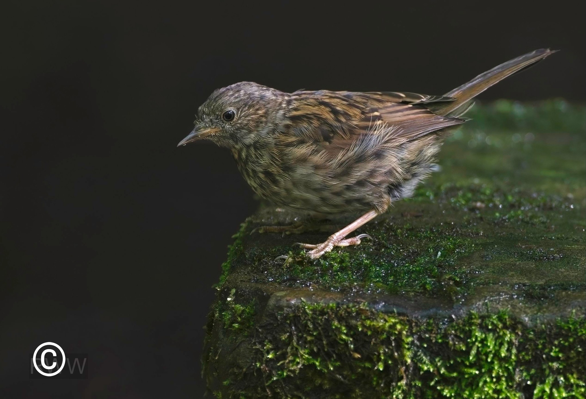 Young Dunnock.jpg