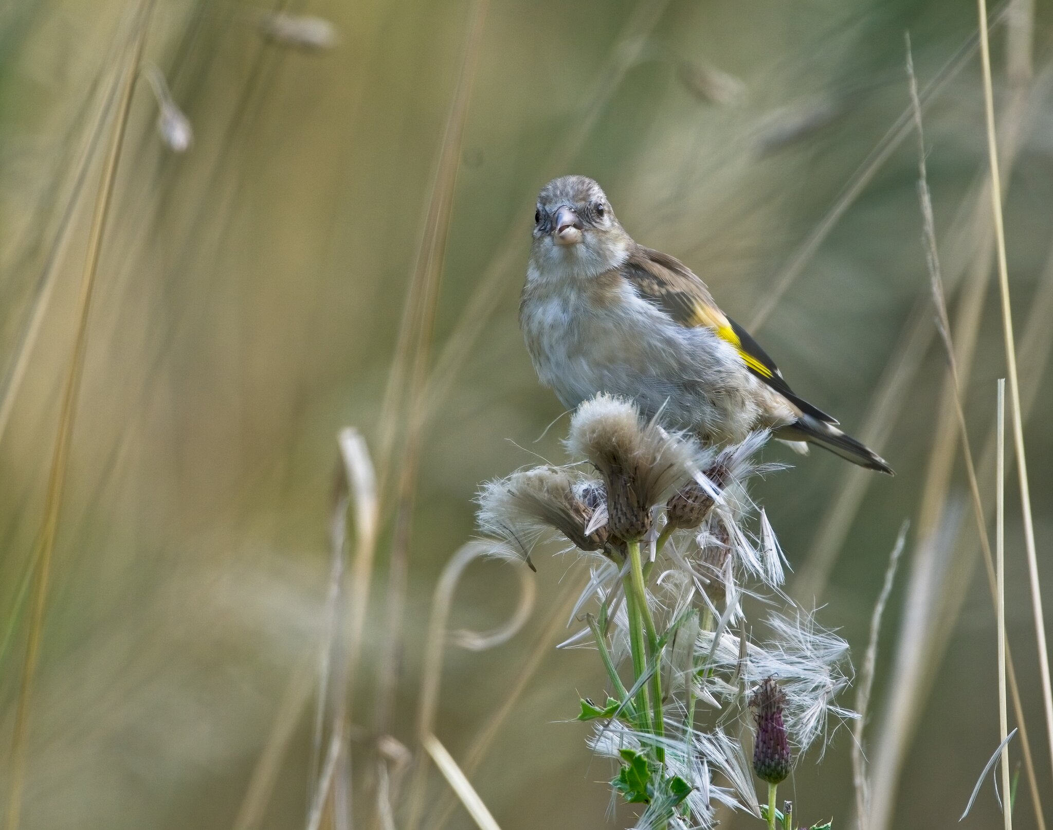 Young Goldfinch