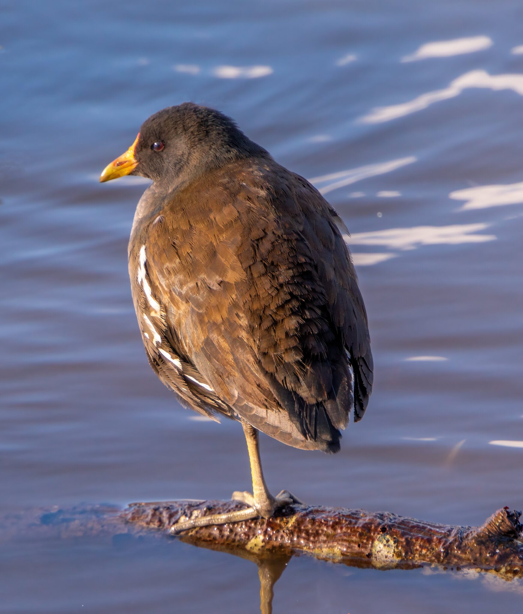 Young Moorhen1.jpg