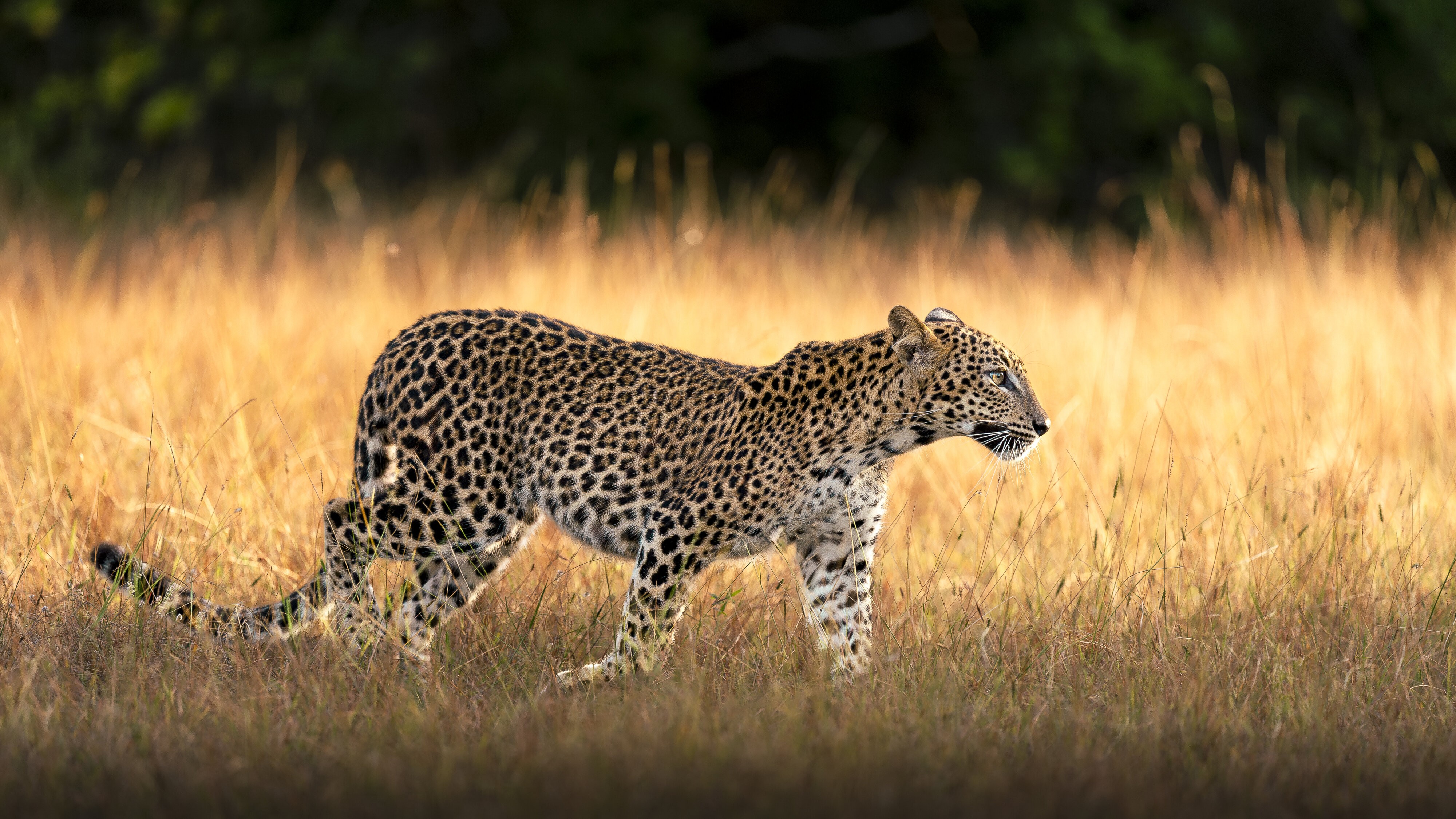 Young Sri Lankan Leopard looking for mommy