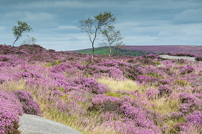 heather peak district sony a6500 sel2470z