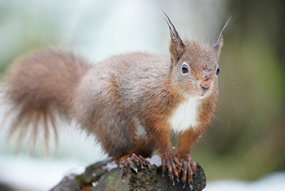 Sony a7R III vs The Red Squirrel