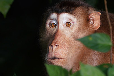 pig tailed macaque