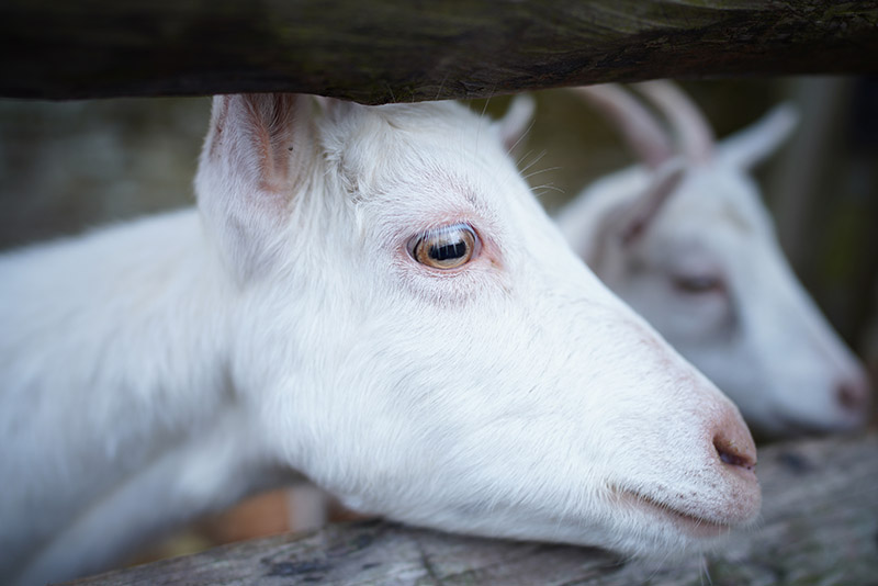 A goat shot with the sony fe 24mm f1.4 gm lens