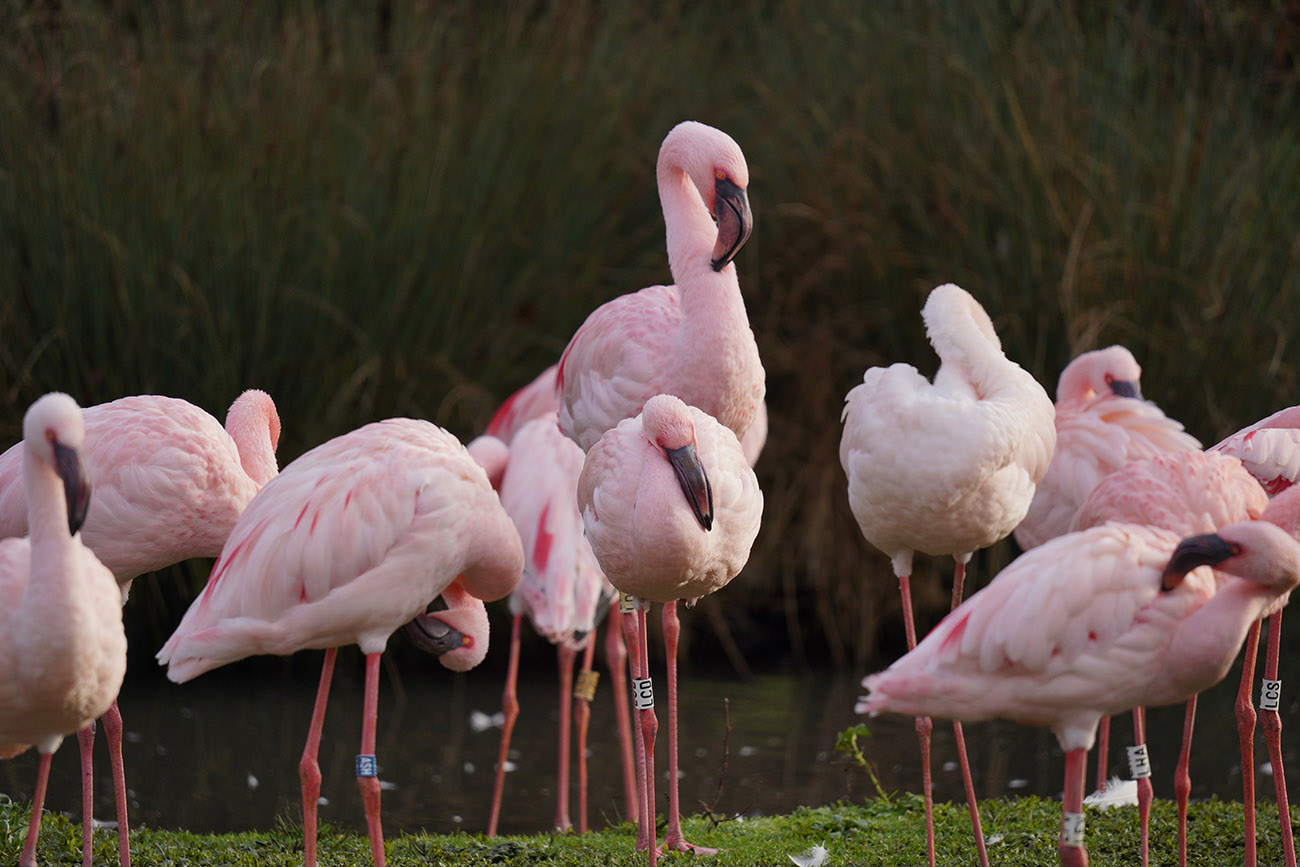 Sony a7III Sample Images (RAW & SOOC JPGs)