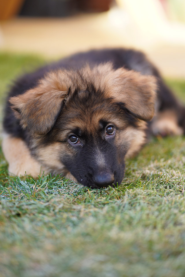 Sony a7III Sample Images (RAW & SOOC JPGs)