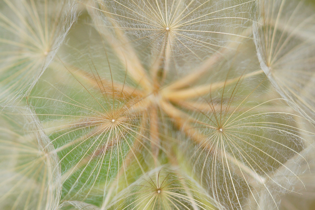 sony sel90m28g dandylion