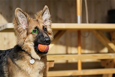 sony a7iii eye af dog
