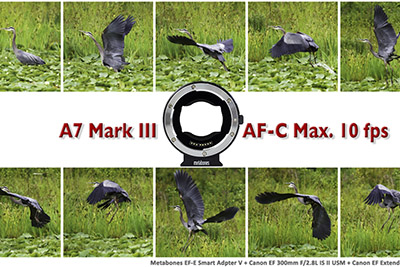 Metabones Adapter Now Supports AF-C Up to 10 fps With Sony a7 III