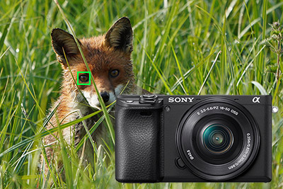 sony-a6400-animal-eye-firmware-update-400px