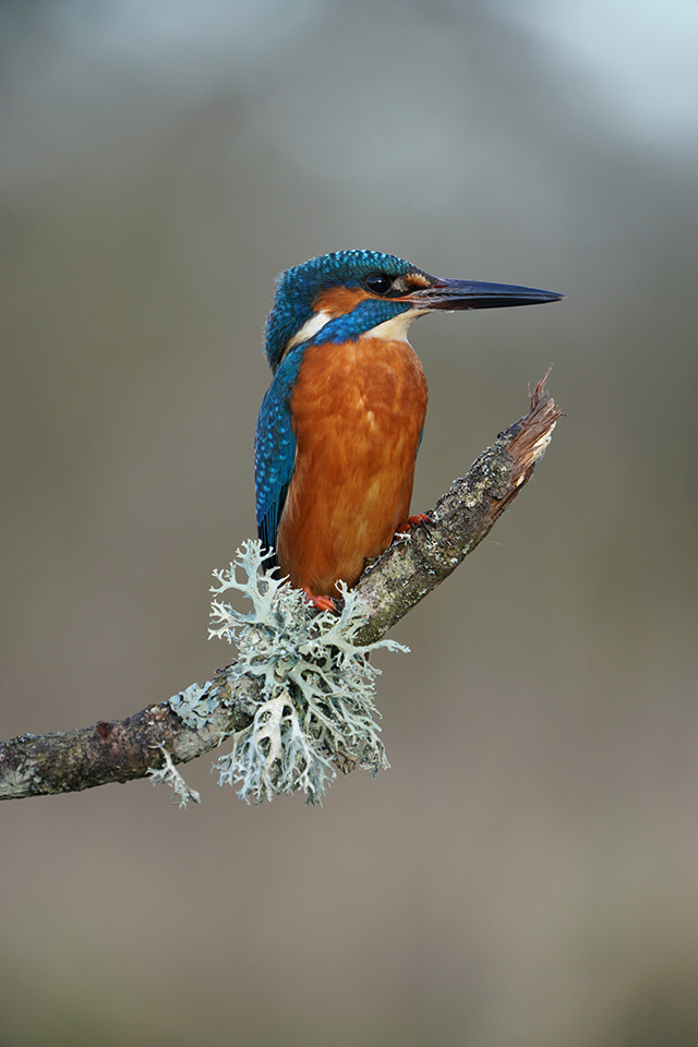 Kingfisher Shot with the Sony SEL100400GM lens