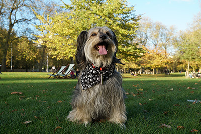 sel18135-sample-5-dog