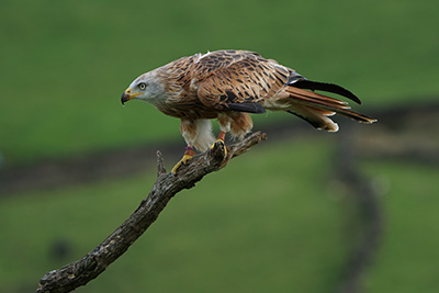red kite taken with sony-a6500 and sel100400g